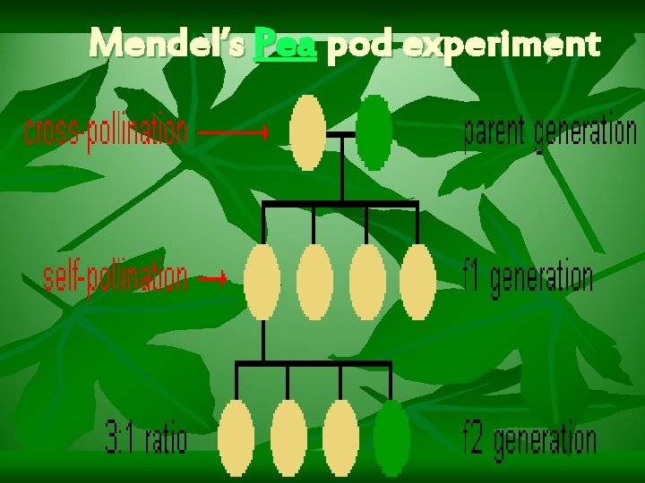 Mendel’s Pea pod experiment 