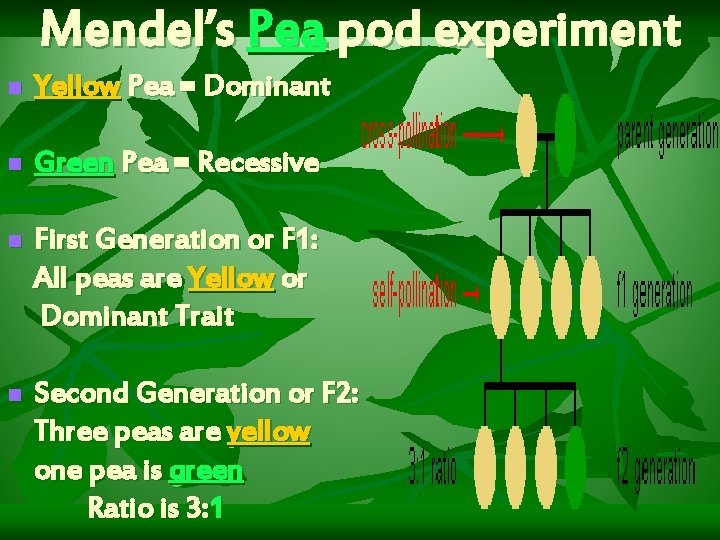 Mendel’s Pea pod experiment n Yellow Pea = Dominant n Green Pea = Recessive