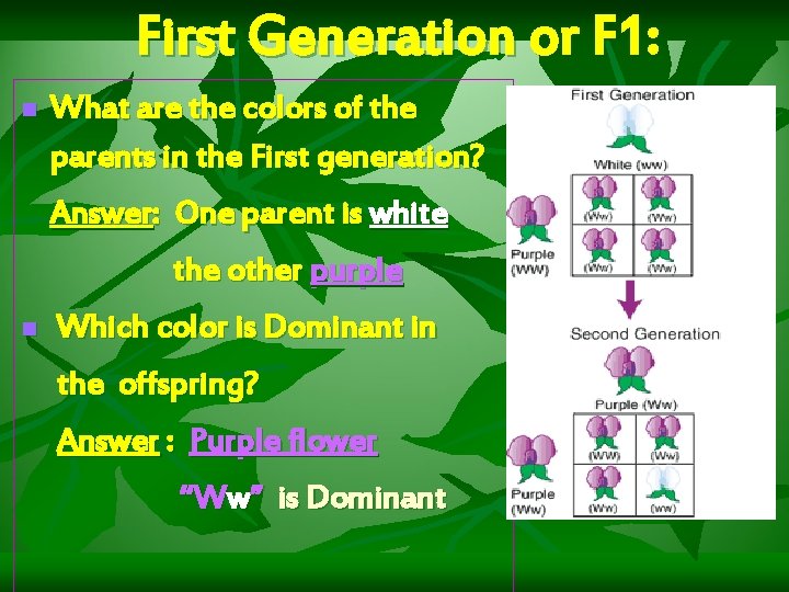 First Generation or F 1: n What are the colors of the parents in