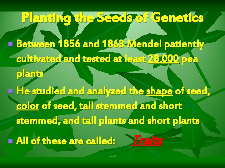 Planting the Seeds of Genetics n Between 1856 and 1863 Mendel patiently cultivated and