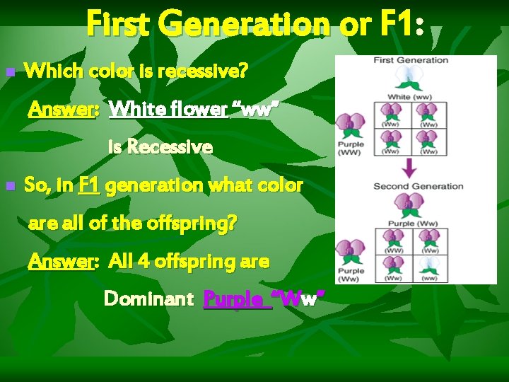 First Generation or F 1: n Which color is recessive? Answer: White flower “ww”
