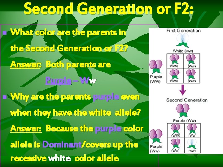 Second Generation or F 2: n What color are the parents in the Second