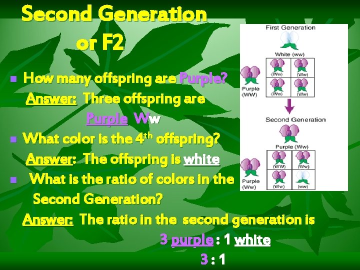 Second Generation or F 2 n n n How many offspring are Purple? Answer: