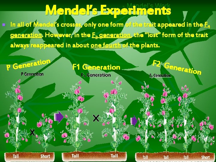 - Mendel’s Work Mendel’s Experiments n In all of Mendel’s crosses, only one form