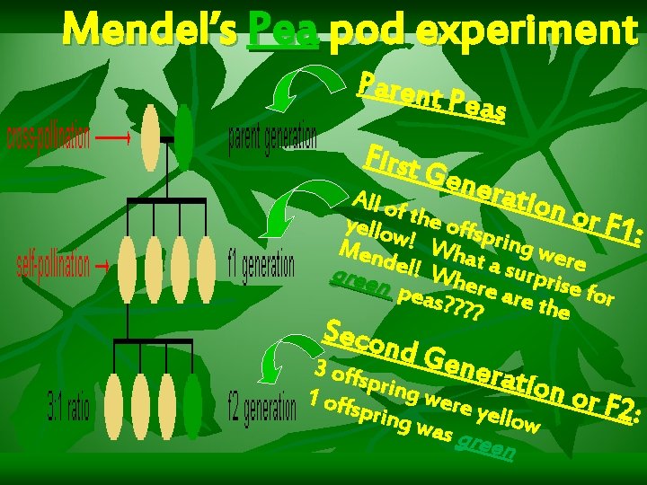Mendel’s Pea pod experiment Parent First Peas Gene ratio All o n or F