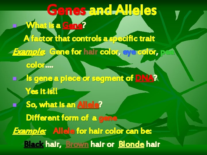 Genes and Alleles What is a Gene? A factor that controls a specific trait