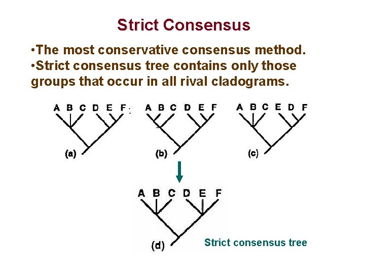 Strict Consensus • The most conservative consensus method. • Strict consensus tree contains only