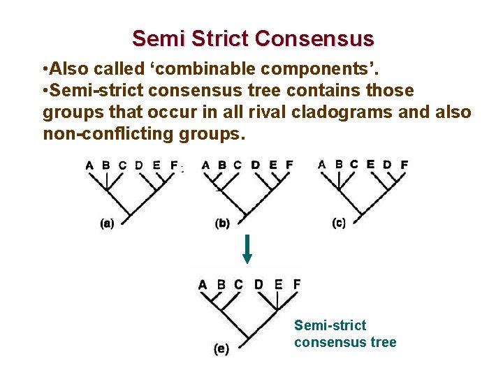 Semi Strict Consensus • Also called ‘combinable components’. • Semi-strict consensus tree contains those