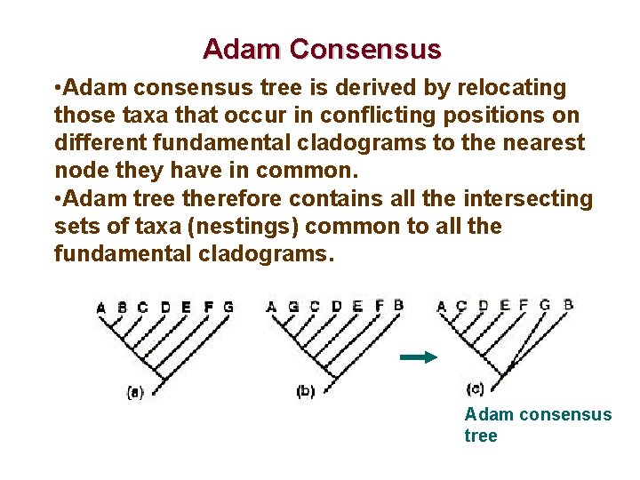 Adam Consensus • Adam consensus tree is derived by relocating those taxa that occur