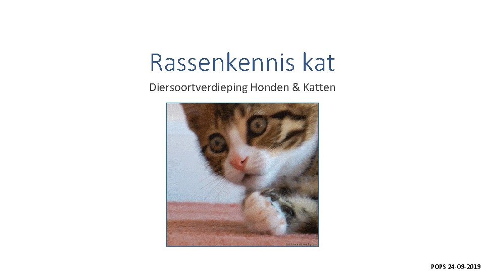 Rassenkennis kat Diersoortverdieping Honden & Katten POPS 24 -09 -2019 