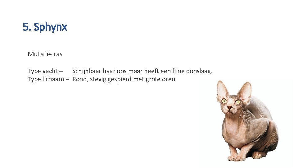 5. Sphynx Mutatie ras Type vacht – Schijnbaar haarloos maar heeft een fijne donslaag.