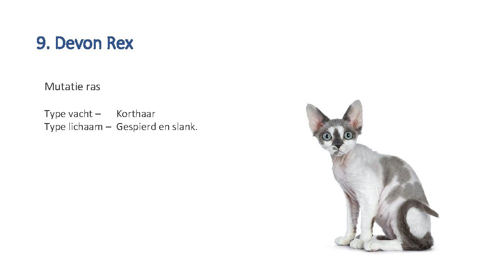 9. Devon Rex Mutatie ras Type vacht – Korthaar Type lichaam – Gespierd en