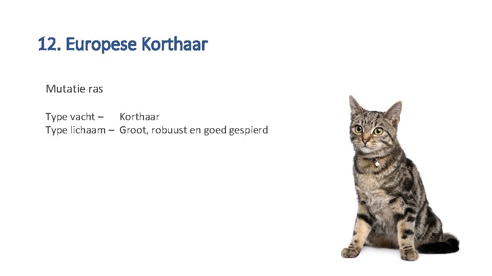 12. Europese Korthaar Mutatie ras Type vacht – Korthaar Type lichaam – Groot, robuust