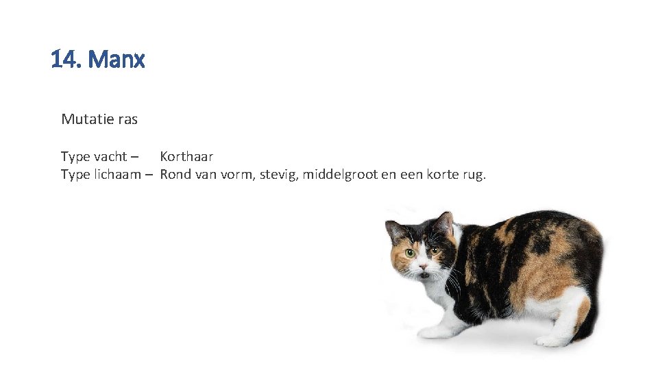 14. Manx Mutatie ras Type vacht – Korthaar Type lichaam – Rond van vorm,