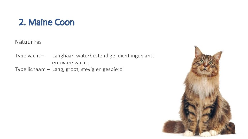 2. Maine Coon Natuur ras Type vacht – Langhaar, waterbestendige, dicht ingeplante en zware