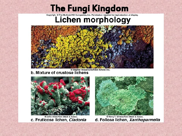 The Fungi Kingdom The Fungi Kingdom