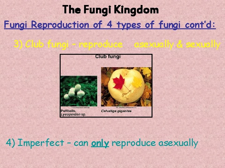 The Fungi Kingdom Fungi Reproduction of 4 types of fungi cont’d: 3) Club fungi