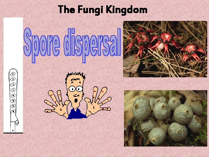 The Fungi Kingdom 