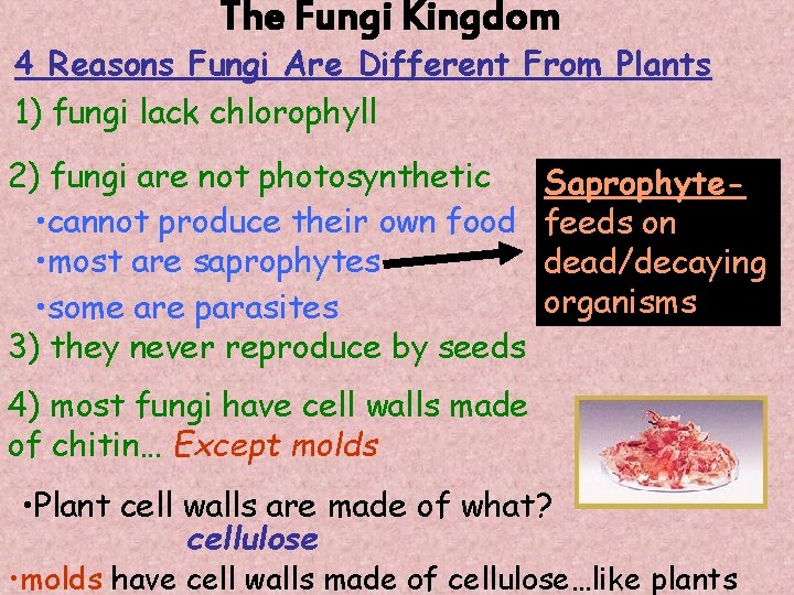 The Fungi Kingdom 4 Reasons Fungi Are Different From Plants 1) fungi lack chlorophyll