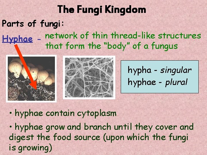 The Fungi Kingdom Parts of fungi: Hyphae - network of thin thread-like structures that