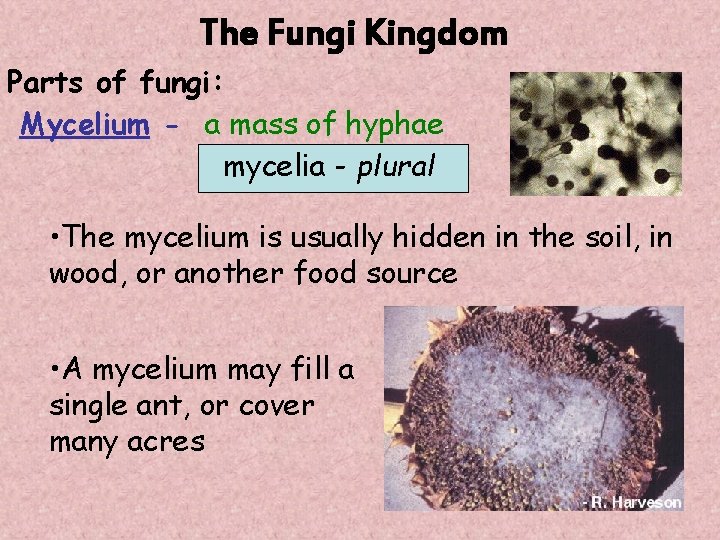 The Fungi Kingdom Parts of fungi: Mycelium - a mass of hyphae mycelia -