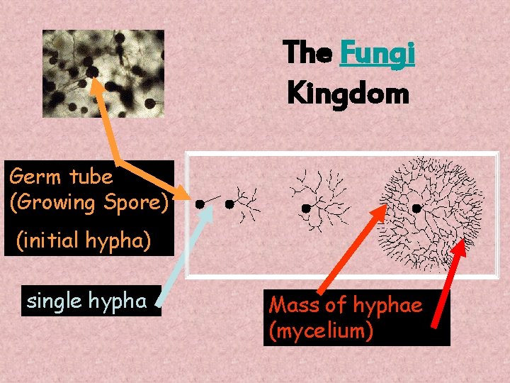 The Fungi Kingdom Germ tube (Growing Spore) (initial hypha) single hypha Mass of hyphae