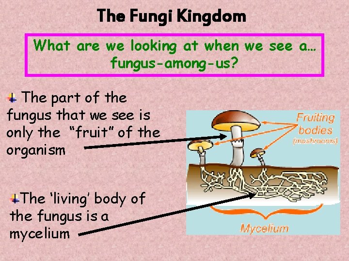 The Fungi Kingdom What are we looking at when we see a… fungus-among-us? The