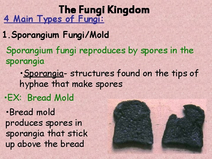 The Fungi Kingdom 4 Main Types of Fungi: 1. Sporangium Fungi/Mold Sporangium fungi reproduces The Fungi Kingdom 4 Main Types of Fungi: 1. Sporangium Fungi/Mold Sporangium fungi reproduces