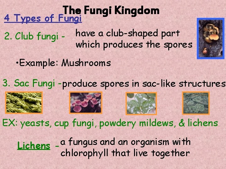 The Fungi Kingdom 4 Types of Fungi 2. Club fungi - have a club-shaped