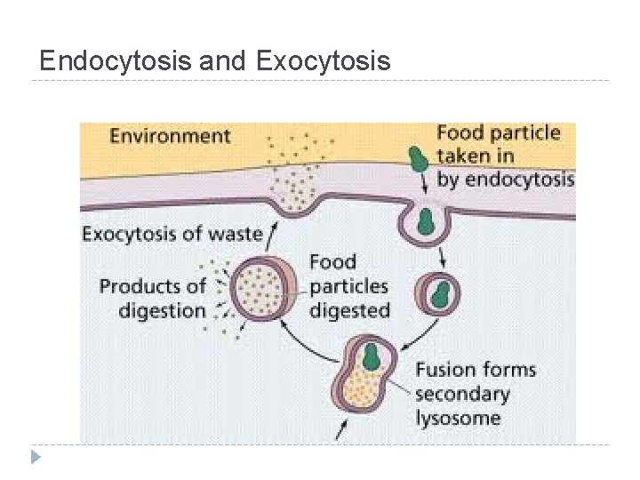 Endocytosis and Exocytosis 