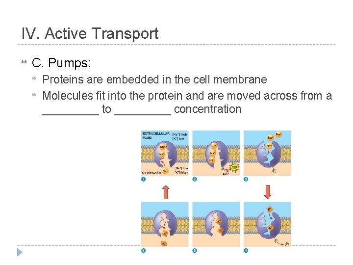IV. Active Transport C. Pumps: Proteins are embedded in the cell membrane Molecules fit
