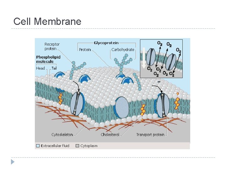 Cell Membrane 