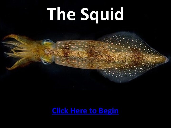 The Squid Click Here to Begin 