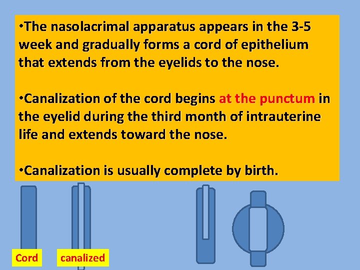  • The nasolacrimal apparatus appears in the 3 -5 week and gradually forms