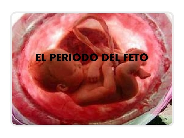 EL PERIODO DEL FETO 
