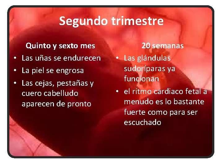 Segundo trimestre Quinto y sexto mes • Las uñas se endurecen • La piel