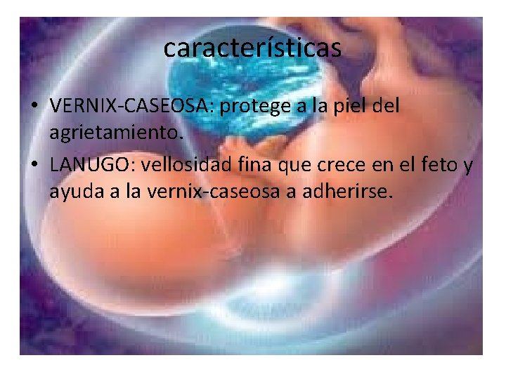 características • VERNIX-CASEOSA: protege a la piel del agrietamiento. • LANUGO: vellosidad fina que