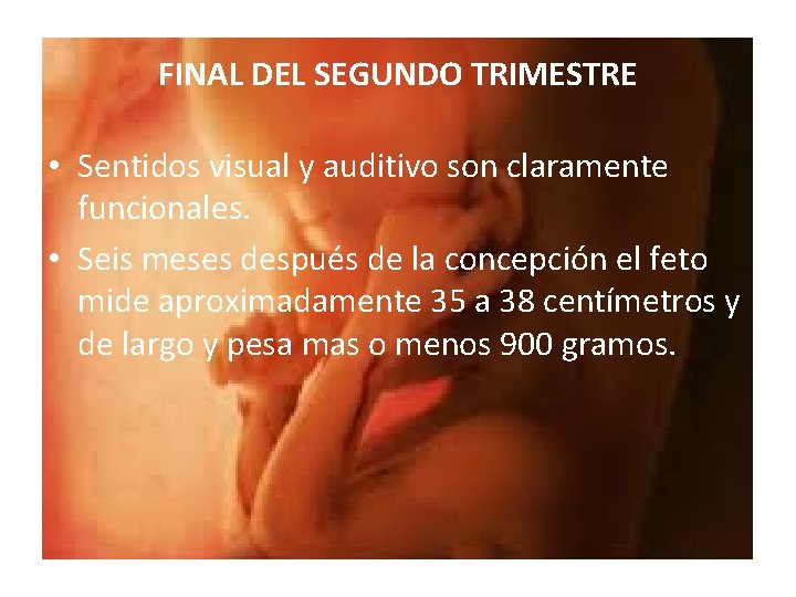 FINAL DEL SEGUNDO TRIMESTRE • Sentidos visual y auditivo son claramente funcionales. • Seis
