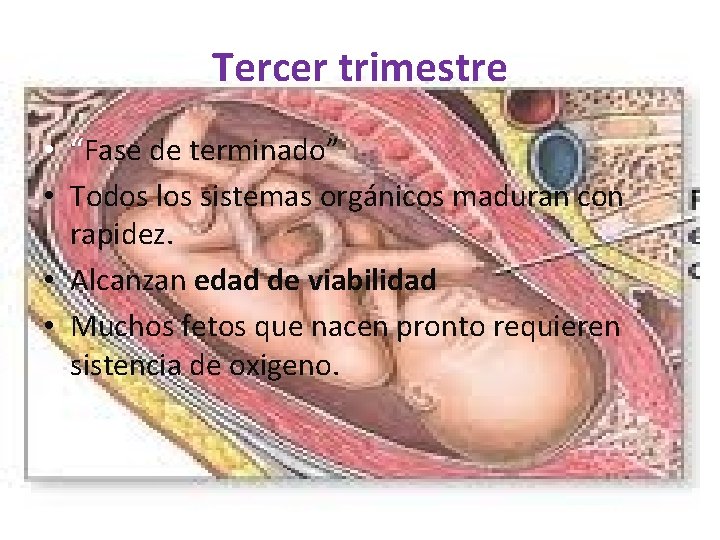 Tercer trimestre • “Fase de terminado” • Todos los sistemas orgánicos maduran con rapidez.