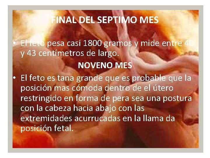 FINAL DEL SEPTIMO MES • El feto pesa casi 1800 gramos y mide entre