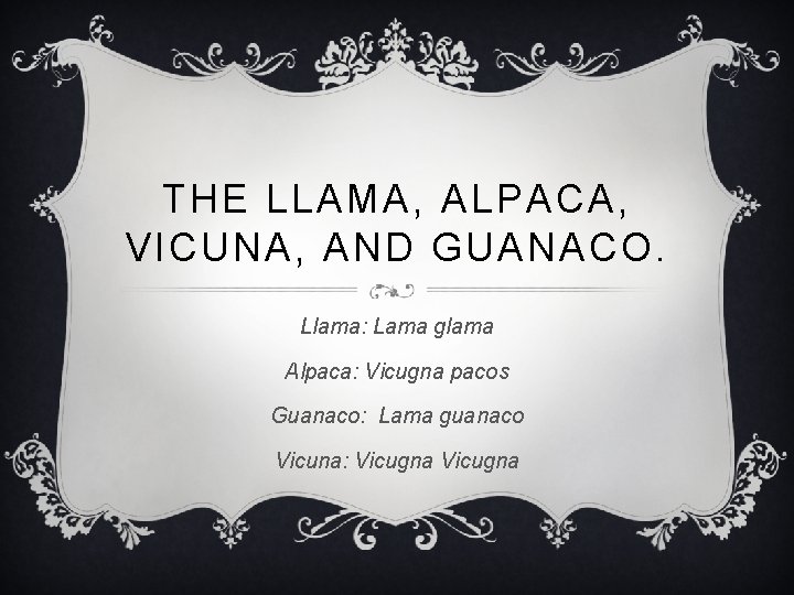 THE LLAMA, ALPACA, VICUNA, AND GUANACO. Llama: Lama glama Alpaca: Vicugna pacos Guanaco: Lama