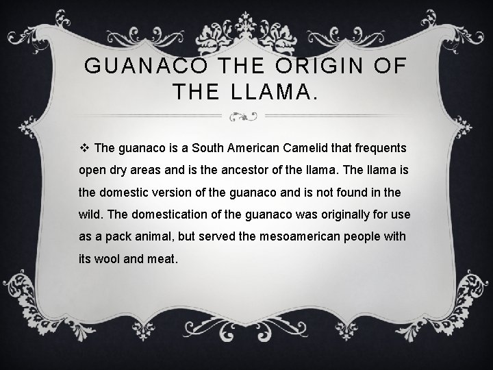 GUANACO THE ORIGIN OF THE LLAMA. v The guanaco is a South American Camelid