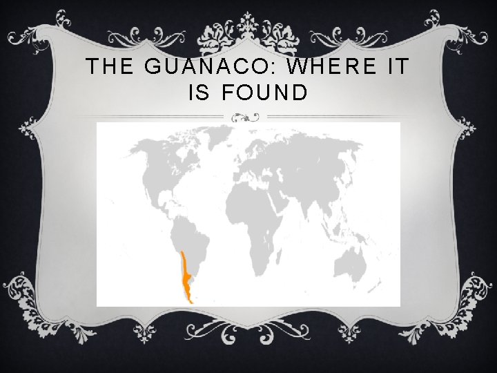 THE GUANACO: WHERE IT IS FOUND 