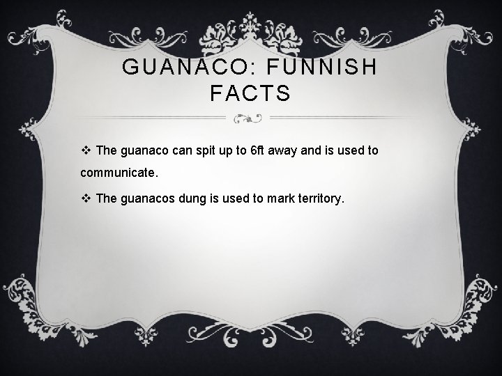 GUANACO: FUNNISH FACTS v The guanaco can spit up to 6 ft away and
