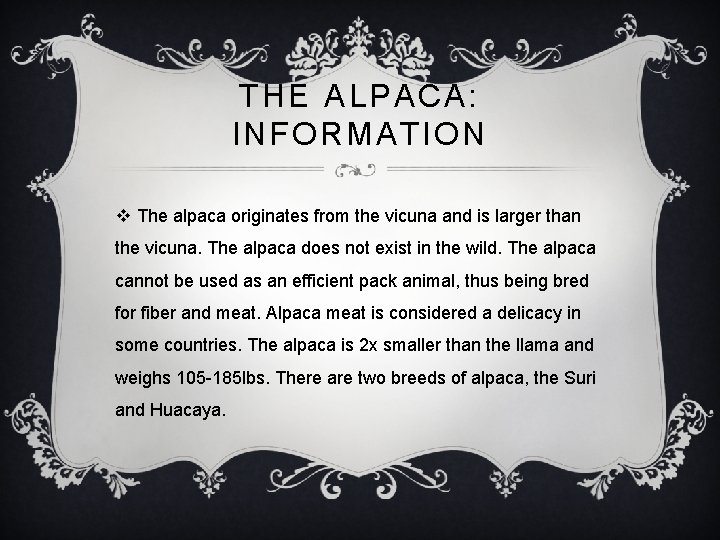 THE ALPACA: INFORMATION v The alpaca originates from the vicuna and is larger than