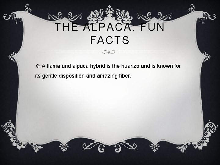 THE ALPACA: FUN FACTS v A llama and alpaca hybrid is the huarizo and