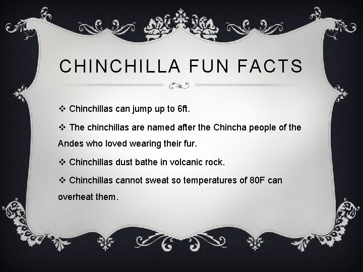 CHINCHILLA FUN FACTS v Chinchillas can jump up to 6 ft. v The chinchillas