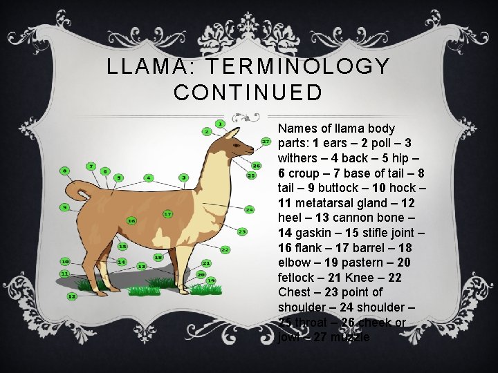 LLAMA: TERMINOLOGY CONTINUED Names of llama body parts: 1 ears – 2 poll –