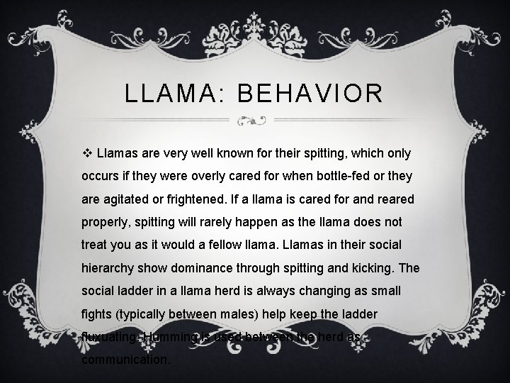 LLAMA: BEHAVIOR v Llamas are very well known for their spitting, which only occurs