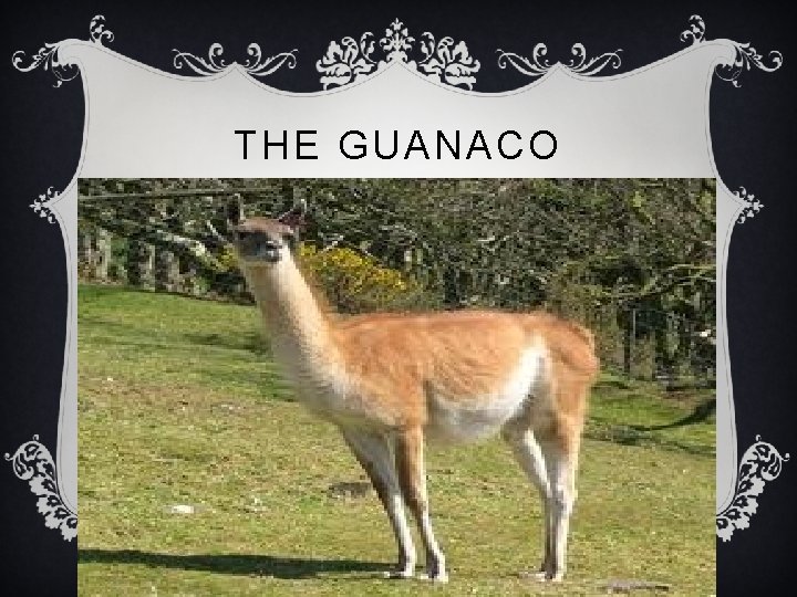 THE GUANACO 